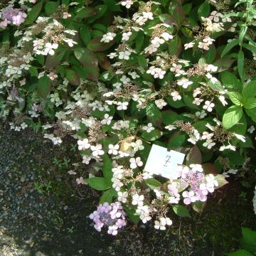 Hydrangea serrata 'Bluebird'