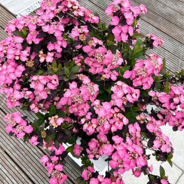Hydrangea serrata 'Daredevil'