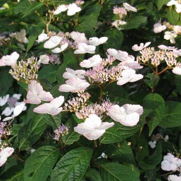 Hydrangea serrata 'Intermedia'