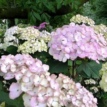 Hydrangea serrata 'Preziosa'