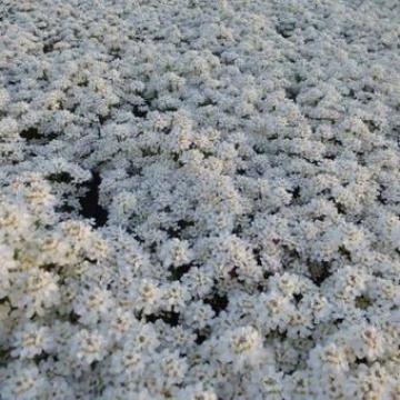 Iberis sempervirens 'Fishbeck'