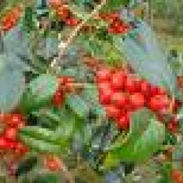 Ilex aquifolium 'J. C. Van Tol'
