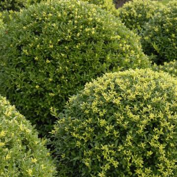 Ilex crenata 'Dark Green'