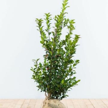 Ilex meserveae 'Blue Maid'