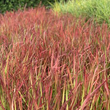 Imperata cylindrica 'Red Baron'
