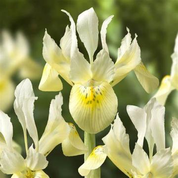 Iris bot. 'Katharine Gold'