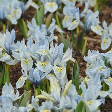 Iris bot. 'Katharine Hodgkin'