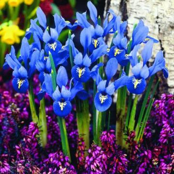 Iris reticulata 
