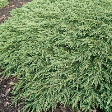 Juniperus com. 'Repanda'