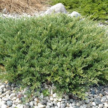 Juniperus hor. 'Andorra Compact'