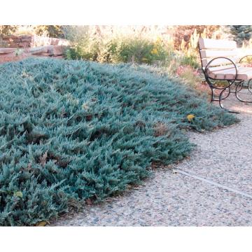Juniperus hor. 'Blue Chip'