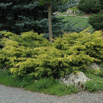 Juniperus media 'Old Gold'
