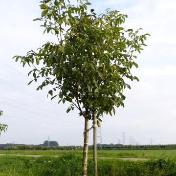 Juglans regia 'Buccaneer'