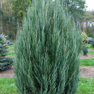 Juniperus scop. 'Blue Arrow'