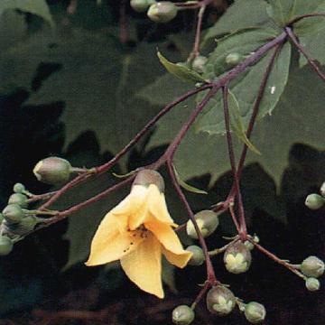 Kirengeshoma palmata