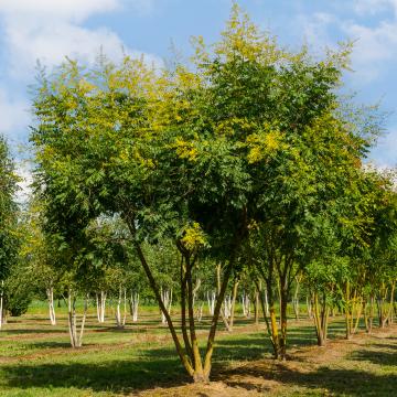 Koelreuteria paniculata