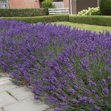 Lavandula angustifolia 'Hidcote'