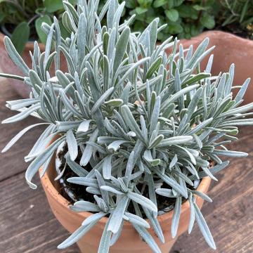 Lavandula angustifolia