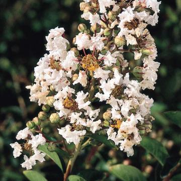 Lagerstroemia indica 'Petite Snow'