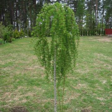 Larix kaempf. 'Stiff Weeper'