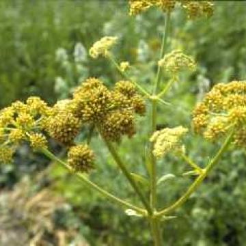 Levisticum officinale