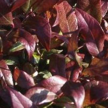 Leucothoe keiskei 'Royal Ruby'