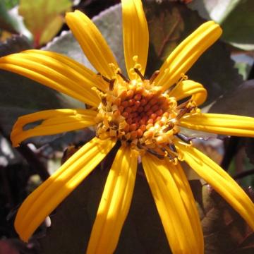 Ligularia dentata 'Britt-marie Crawford'