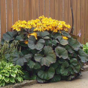 Ligularia dentata 'Othello'
