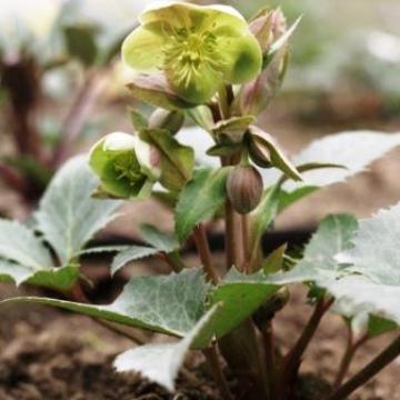 Helleborus lividus green