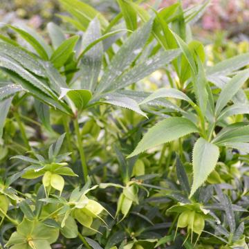 Helleborus liguricus