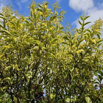 Ligustrum japonica 'Excelsum Superbum'