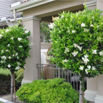 Ligustrum jonandrum (delavayanum)