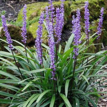Liriope muscari 'Amethyst'