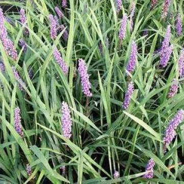 Liriope muscari 'Ingewersen'
