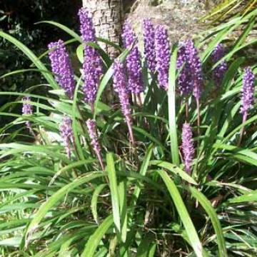 Liriope muscari