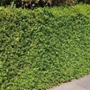 Ligustrum ovalifolium