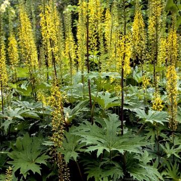 Ligularia przewalskii