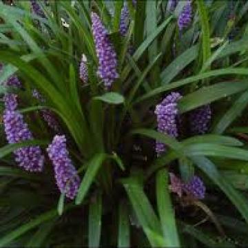 Liriope muscari 'Royal Purple'