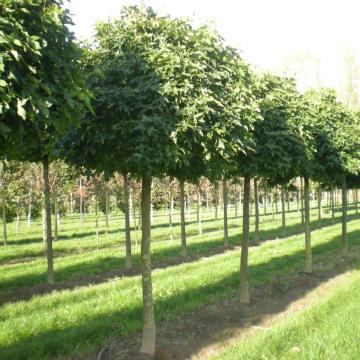 Liquidambar styraciflua 'Gumball'