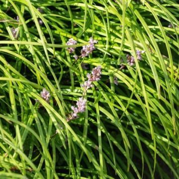 Liriope spicata