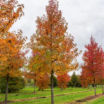 Liquidambar styraciflua 'Worplesdon'