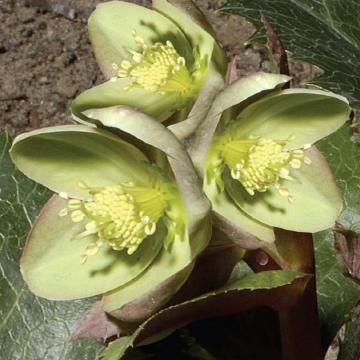 Helleborus lividus