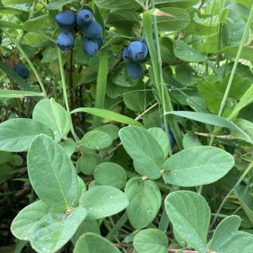 Lonicera caerulea 'Duet'