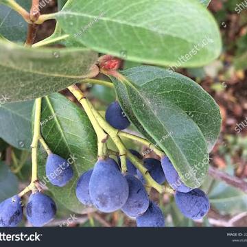 Lonicera caerulea 'Kamtschatica'