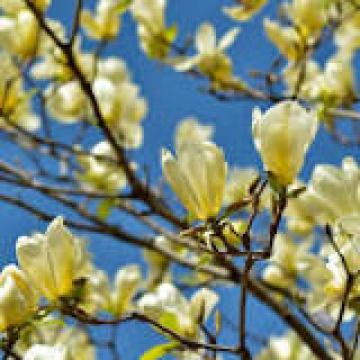 Magnolia acuminata 'Yellow BIrd'