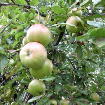 Malus dom. 'Idared'