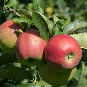 Malus dom. 'Jonagold'