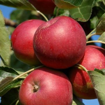 Malus dom. 'Melrose'