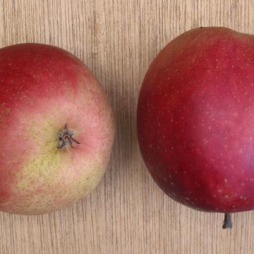 Malus dom. 'Summerred'