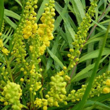 Mahonia eur. 'Soft Caress'